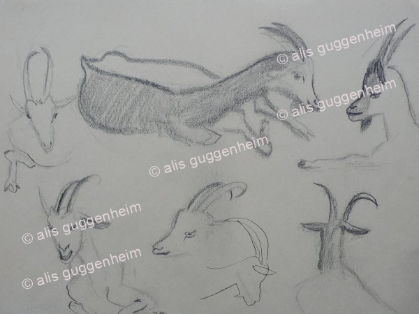Ziegen Studien