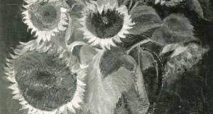 Sonnenblumen